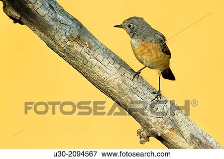 Stock Photo - Common redstart juvenile Phoenicurus phoenicurus perched on branch in Las Batuecas-Sierra de Francia Natural Park. Biosphere Reserve of Sierra de B? jar and Francia. Aldeanueva de la Sierra. Salamanca province, Castilla y Le? n. Spain.. Fotosearch