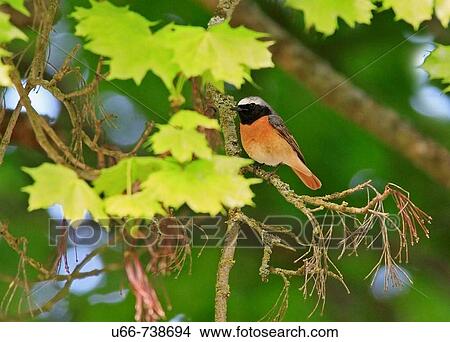 Picture - Common Redstart (Phoenicurus phoenicurus). Fotosearch
