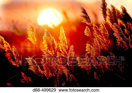 Common reed and sunset. Saintes-Maries-de-la-Mer. Bouches du Rhone. France. View Large Photo Image Stock Photo - Common reed and sunset. Saintes-Maries-de-la-Mer. Bouches du Rhone. France.. Fotosearch