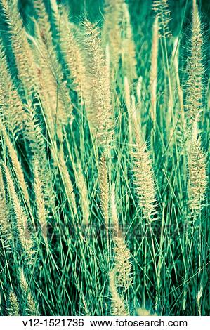 common reed Phragmites communis, Cat-tail View Large Photo Image Stock Photograph - common reed Phragmites communis, Cat-tail. Fotosearch