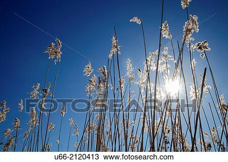 Common reed, Stockholm, Sweden. View Large Photo Image Stock Image - Common reed, Stockholm, Sweden.. Fotosearch