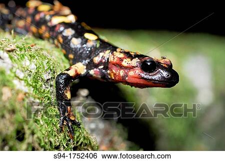 Stock Photograph - Common salamander Salamandra salamandra in Tui, Pontevedra, Spain. Fotosearch