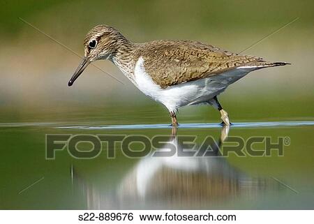 Common Sandpiper (Actitis hypoleucos) View Large Photo Image Stock Photograph - Common Sandpiper (Actitis hypoleucos). Fotosearch