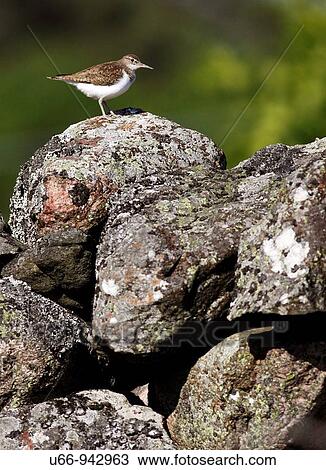 Common Sandpiper, Sm? land, Sweden View Large Photo Image Stock Image - Common Sandpiper, Sm? land, Sweden. Fotosearch