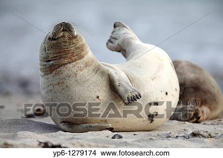 Picture - Common Seal, Phoca vitulina, lying on beach and stretching, Heligoland, Germany. Fotosearch