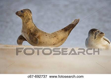 Common Seal, Phoca vitulina, Norfolk, UK View Large Photo Image Stock Photo - Common Seal, Phoca vitulina, Norfolk, UK. Fotosearch