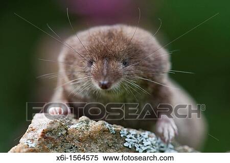 Common Shrew Sorex araneus, close up study of head, Lower Saxony, Germany View Large Photo Image Stock Photography - Common Shrew Sorex araneus, close up study of head, Lower Saxony, Germany. Fotosearch