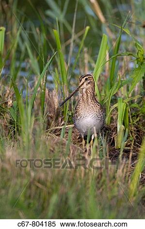 Stock Photography - Common Snipe Capella gallinago. Fotosearch