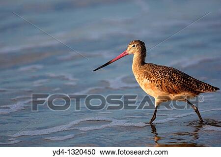 Common Snipe Gallinago gallinago, Huntington Beach, California, USA View Large Photo Image Stock Image - Common Snipe Gallinago gallinago, Huntington Beach, California, USA. Fotosearch