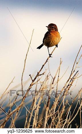 Common Stonechat. Ostende, Castro Urdiales, Cantabria, Spain. View Large Photo Image Stock Photography - Common Stonechat. Ostende, Castro Urdiales, Cantabria, Spain.. Fotosearch