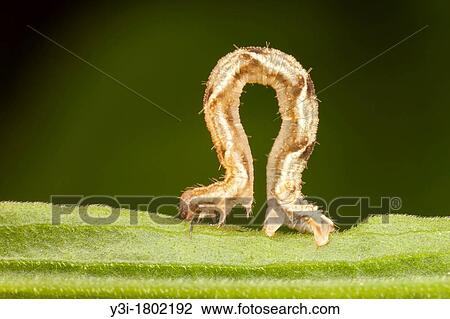 Common Tan Wave Moth Pleuroprucha insulsaria caterpillar larva, West Harrison, Westchester County, New York, USA View Large Photo Image Stock Image - Common Tan Wave Moth Pleuroprucha insulsaria caterpillar larva, West Harrison, Westchester County, New York, USA. Fotosearch