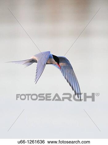 Common tern Sm? land Sweden. View Large Photo Image Stock Photograph - Common tern Sm? land Sweden.. Fotosearch