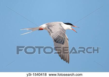 Common Tern Sterna hirundo flying back to its nest, Nickerson Beach, Lido Beach, New York, USA View Large Photo Image Stock Photo - Common Tern Sterna hirundo flying back to its nest, Nickerson Beach, Lido Beach, New York, USA. Fotosearch