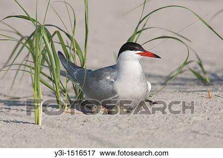 Stock Photo - Common Tern (Sterna hirundo) sitting on its nest and eggs, Nickerson Beach, Lido Beach, New York. Fotosearch