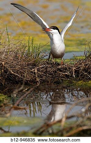 Common Tern (Sterna hirundo) View Large Photo Image Stock Photography - Common Tern (Sterna hirundo). Fotosearch