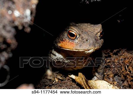 Common toad Bufo bufo in a forest of Eifel, Renania North-Westfalen, Germany View Large Photo Image Picture - Common toad Bufo bufo in a forest of Eifel, Renania North-Westfalen, Germany. Fotosearch
