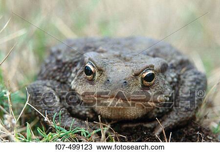 Stock Image - Common Toad (Bufo bufo). UK. Fotosearch