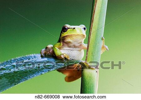 Common Tree Frog (Hyla arborea) climbs on reed View Large Photo Image Stock Photo - Common Tree Frog (Hyla arborea) climbs on reed. Fotosearch