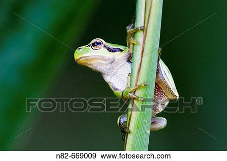 Common Tree Frog (Hyla arborea) climbs on reed View Large Photo Image Stock Photo - Common Tree Frog (Hyla arborea) climbs on reed. Fotosearch