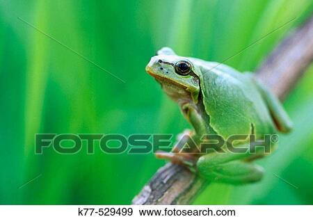 Common Tree Frog (Hyla arborea). Lower Saxony, Germany View Large Photo Image Stock Photo - Common Tree Frog (Hyla arborea). Lower Saxony, Germany. Fotosearch
