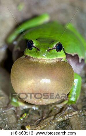 Common Tree Frog (Hyla arborea). Male is calling for a female. View Large Photo Image Stock Image - Common Tree Frog (Hyla arborea). Male is calling for a female.. Fotosearch