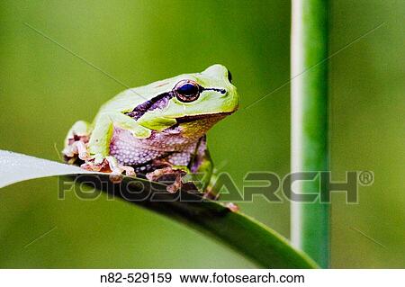Common Tree Frog (Hyla arborea) on reed leaf in profuse vegetation View Large Photo Image Stock Photo - Common Tree Frog (Hyla arborea) on reed leaf in profuse vegetation. Fotosearch