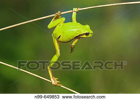 Common tree frog (Hyla arborea), climbing in dry reed, spring, National Park Kiskunsag, Hungary View Large Photo Image Stock Image - Common tree frog (Hyla arborea), climbing in dry reed, spring, National Park Kiskunsag, Hungary. Fotosearch