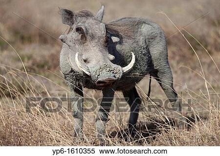 Common Warthog Phacochoerus africanus, Ngorongoro Crater, Tanzania View Large Photo Image Stock Photography - Common Warthog Phacochoerus africanus, Ngorongoro Crater, Tanzania. Fotosearch