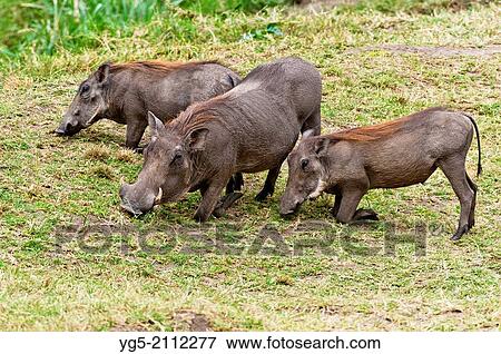 Common warthogs, African lens-pigs (Phacochoerus africanus) feeding, Maasai Mara National Reserve, Rift Valley, Kenya, Africa. View Large Photo Image Stock Photo - Common warthogs, African lens-pigs (Phacochoerus africanus) feeding, Maasai Mara National Reserve, Rift Valley, Kenya, Africa.. Fotosearch