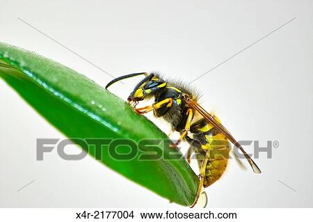 Common Wasp View Large Photo Image Picture - Common Wasp. Fotosearch