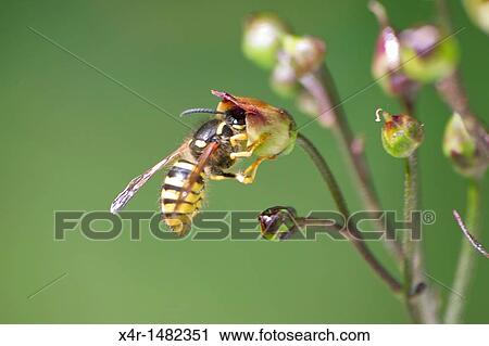 Common wasp (Vespula vulgaris) View Large Photo Image Stock Image - Common wasp (Vespula vulgaris). Fotosearch