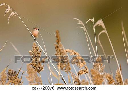Stock Photograph - Common waxbill (Estrilda astrild) on reeds. Llobregat river delta, Barcelona province, Catalonia, Spain. Fotosearch