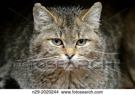 Picture - Common Wild Cat (Felis silvestris), kitten, captive, Germany. Fotosearch