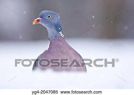 Common Wood Pigion in the snow (Columba palumbus). View Large Photo Image Stock Photography - Common Wood Pigion in the snow (Columba palumbus).. Fotosearch