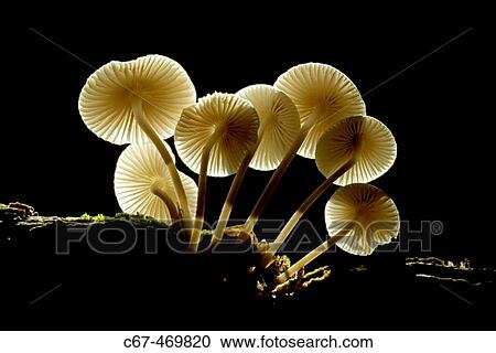 Common Woodland Autumn Fungi. Herts. UK October View Large Photo Image Stock Image - Common Woodland Autumn Fungi. Herts. UK October. Fotosearch