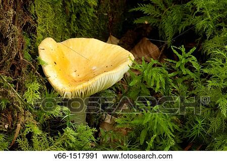 Common Yellow Russula (Russula ochroleuca) View Large Photo Image Stock Image - Common Yellow Russula (Russula ochroleuca). Fotosearch