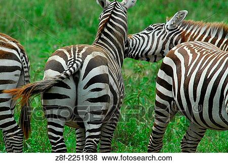 Common zebra ( Equus quagga ). Lake Nakuru. Kenya. Africa. View Large Photo Image Stock Photo - Common zebra ( Equus quagga ). Lake Nakuru. Kenya. Africa.. Fotosearch