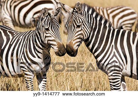 Common Zebra - Masai Mara National Reserve, Kenya View Large Photo Image Stock Photo - Common Zebra - Masai Mara National Reserve, Kenya. Fotosearch
