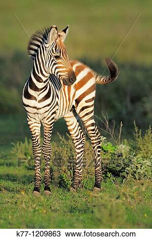 Common Zebra/Grant's Zebra (Equus quagga boehmi), Foal, Tanzania View Large Photo Image Stock Image - Common Zebra/Grant's Zebra (Equus quagga boehmi), Foal, Tanzania. Fotosearch