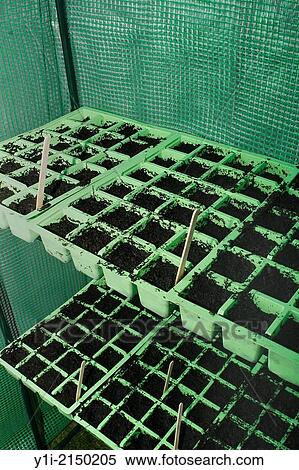 compost filled seed modules in plastic greenhouse. View Large Photo Image Stock Photography - compost filled seed modules in plastic greenhouse.. Fotosearch