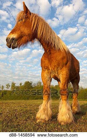 Comtois horse, Bas-Rhin, France View Large Photo Image Picture - Comtois horse, Bas-Rhin, France. Fotosearch