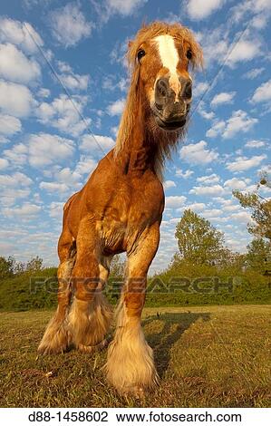 Comtois horse, Bas-Rhin, France View Large Photo Image Stock Image - Comtois horse, Bas-Rhin, France. Fotosearch