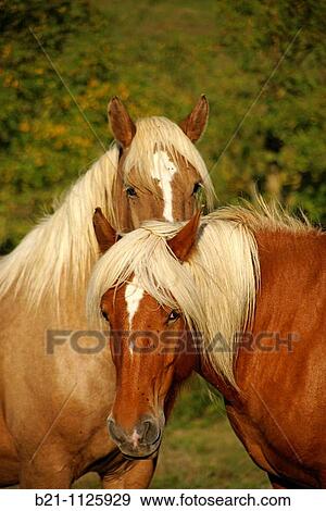 Comtois horses at? La ferme aux Chevaux?, Bazian, Gers, Midi-Pyrenees, France View Large Photo Image Stock Photo - Comtois horses at? La ferme aux Chevaux?, Bazian, Gers, Midi-Pyrenees, France. Fotosearch