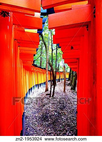 Picture - Comumns in the Fushimi-Inari Sanctuary, Kyoto, Japan.. Fotosearch