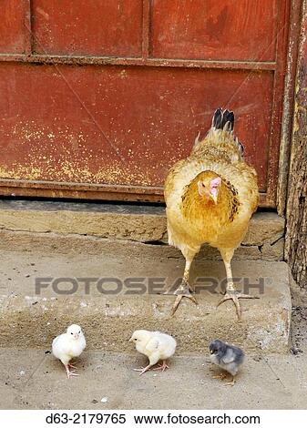 COMUS projects near Agustin, village of Calingagua Usulutan. Home of Maria del Carmen Benitez (49) black shirt. Maria's chicken and chicks. El Salvador View Large Photo Image Stock Photography - COMUS projects near Agustin, village of Calingagua Usulutan. Home of Maria del Carmen Benitez (49) black shirt. Maria's chicken and chicks. El Salvador. Fotosearch