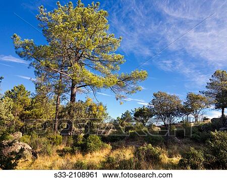 Concejo pinewood in Cadalso de los Vidrios. Madrid. Spain. View Large Photo Image Stock Image - Concejo pinewood in Cadalso de los Vidrios. Madrid. Spain.. Fotosearch
