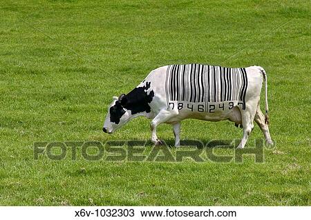 Stock Image - Concept image of a dairy cow with a barcode for markings. Fotosearch