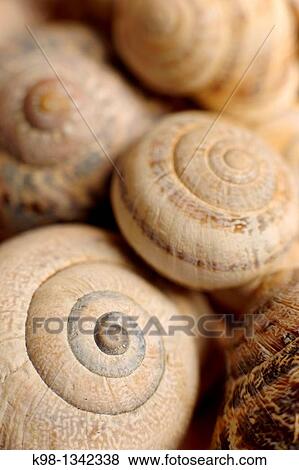 Conch Mallorca Balearic Islands Spain. View Large Photo Image Stock Photo - Conch Mallorca Balearic Islands Spain.. Fotosearch