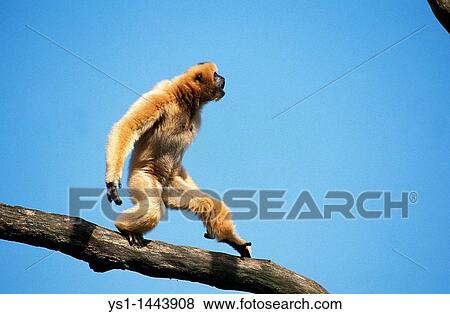CONCOLOR GIBBON OR WHITE CHEEKED GIBBON hylobates concolor, FEMALE WALKING ON BRANCH View Large Photo Image Stock Photo - CONCOLOR GIBBON OR WHITE CHEEKED GIBBON hylobates concolor, FEMALE WALKING ON BRANCH. Fotosearch