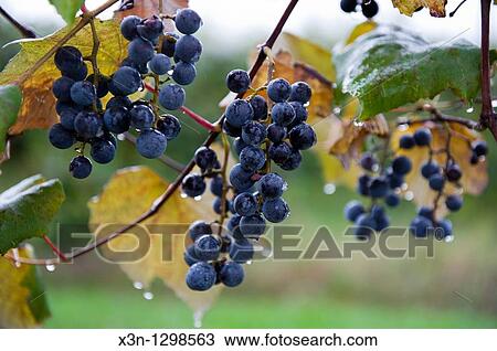 Concord grapes, Lake Erie, Pennsylvania, USA. View Large Photo Image Stock Image - Concord grapes, Lake Erie, Pennsylvania, USA.. Fotosearch